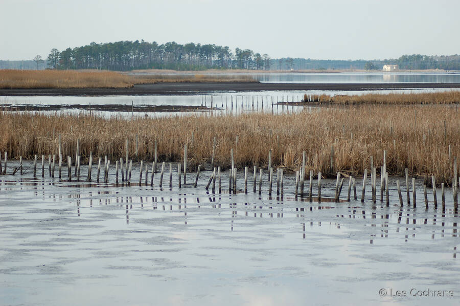 photo of BlackwaterMarsh