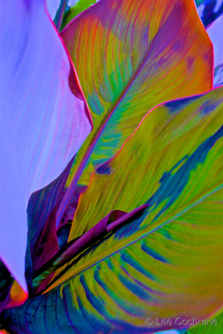 photo of ColorSaturatedCanna