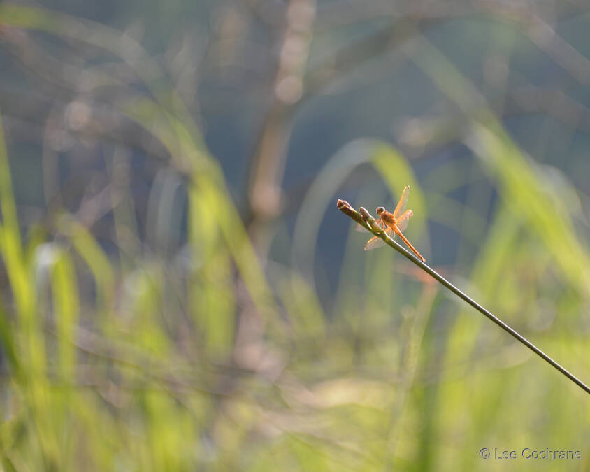 photo of DragonflyBatik