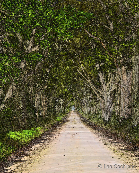 photo of FloridaCountryRoad