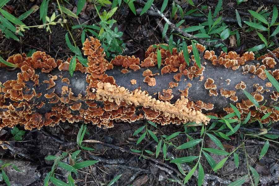 photo of ForestFungi