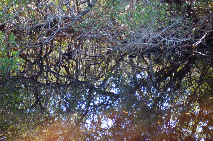 photo of MangroveReflections