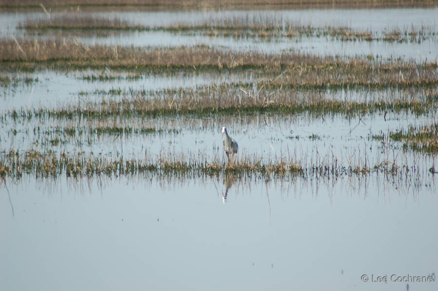 photo of MarshHeron