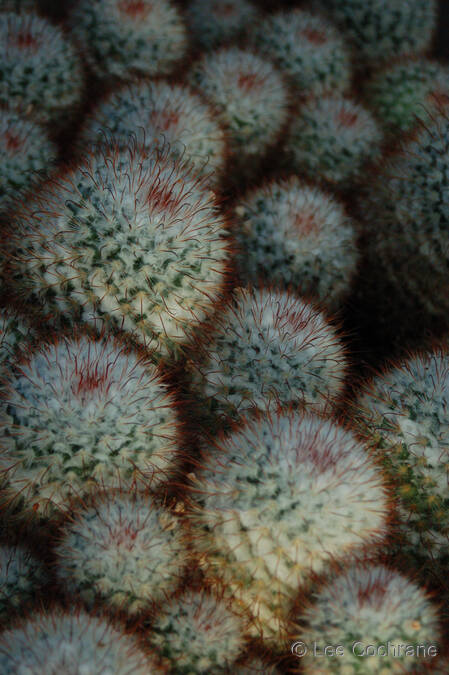 photo of PrickleBalls