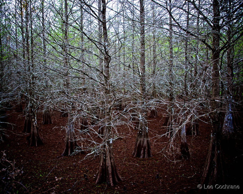 photo of WinterCypress