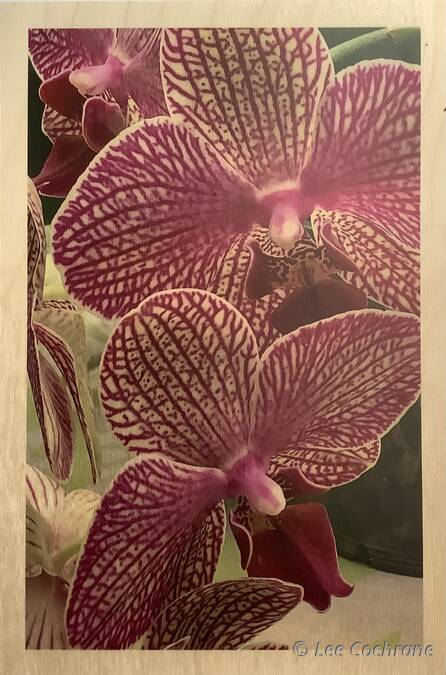 photo of JustABloominOrchid